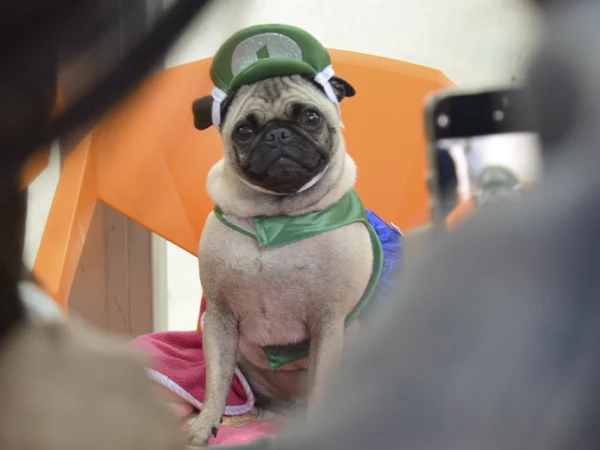 Celebramos Haloween con desfile de mascotas y niños EAM